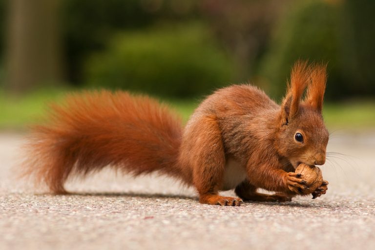 Eichhörnchen mit Nuss | Wissen sammeln